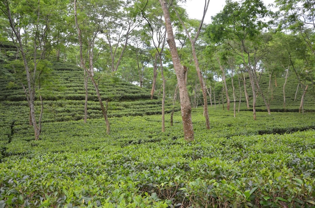 Nuwara Eliya